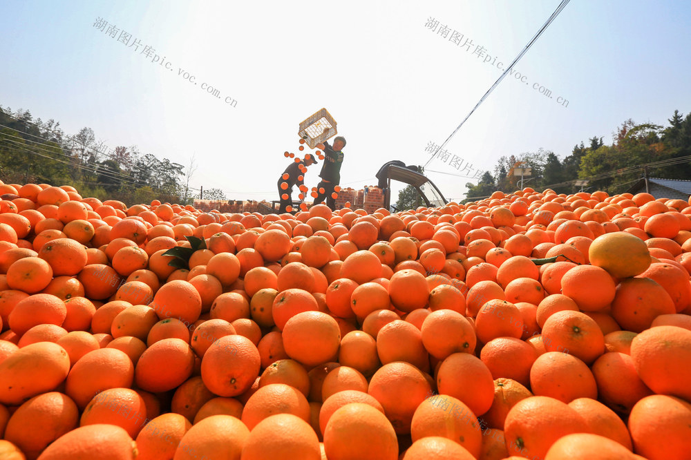 湖南，龙山，脐橙，采摘，天气，市场