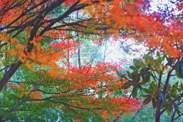 蒸水红枫  五颜六色