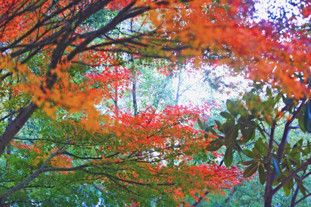 蒸水红枫  五颜六色