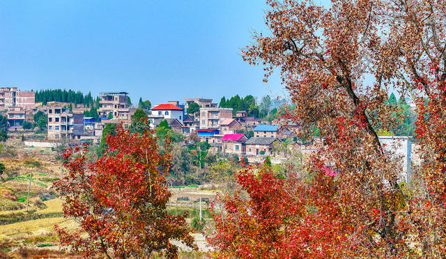 古枫  红叶  美景  游玩