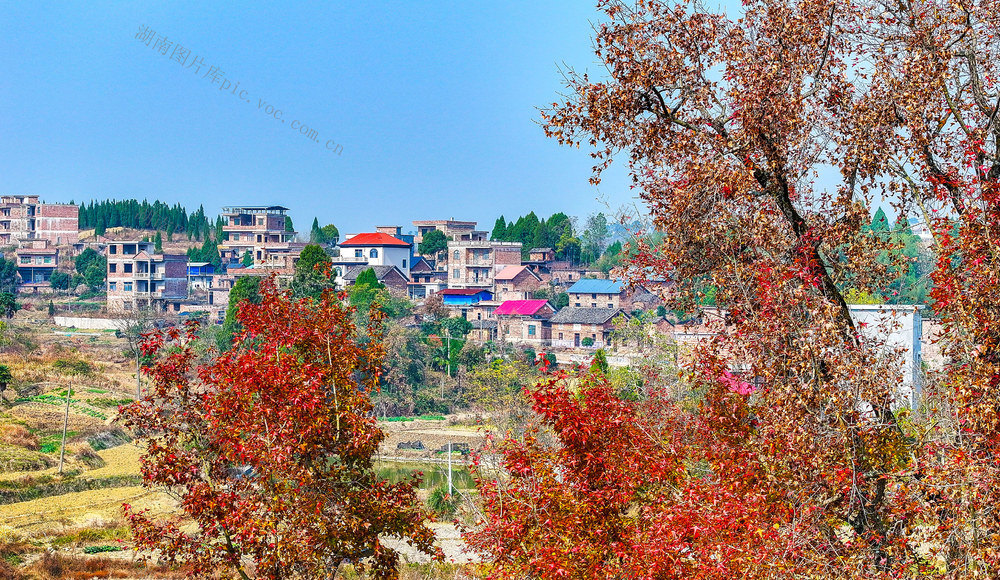 古枫  红叶  美景  游玩