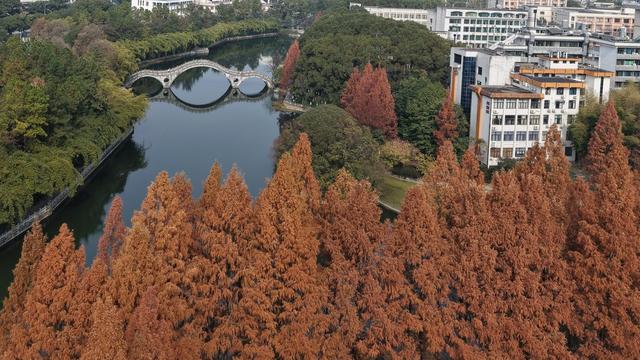土家族 湖南 湘西 大学 水杉  火红  美丽  校园 衣裳 市民 休闲