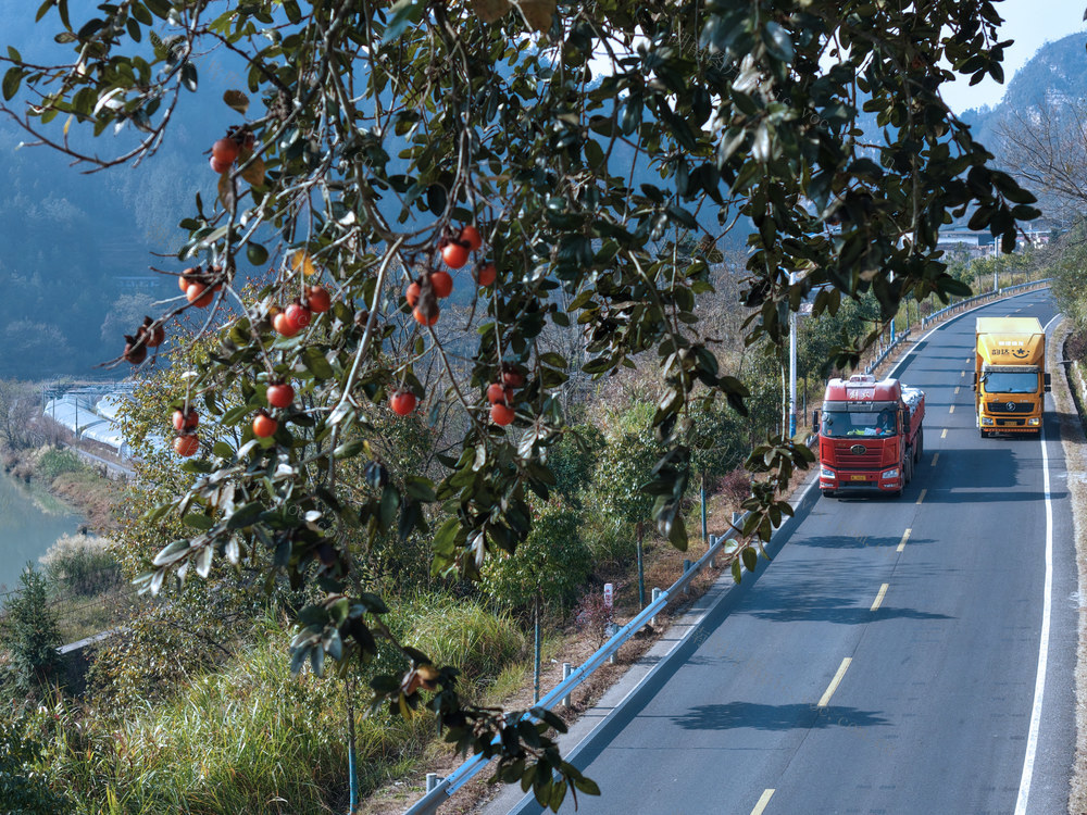 湖南桂东 国道 柿 画