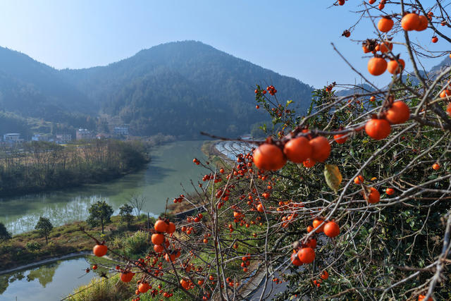 湖南桂东 柿红 沤江 小灯笼