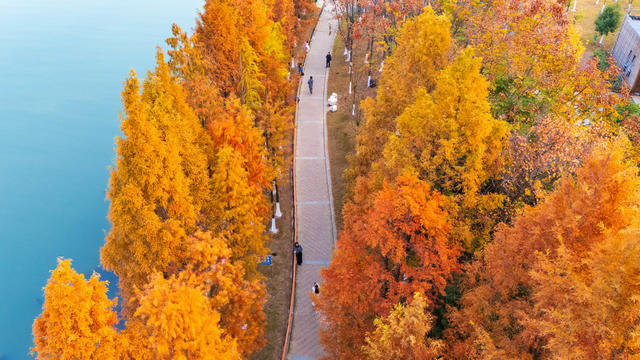 冬日美景 落羽杉 湘江景观 生态美 旅游