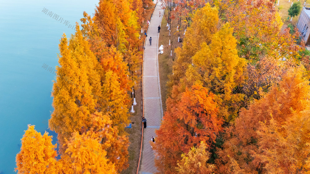 冬日美景 落羽杉 湘江景观 生态美 旅游