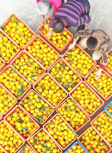 嘉禾：脐橙收获忙