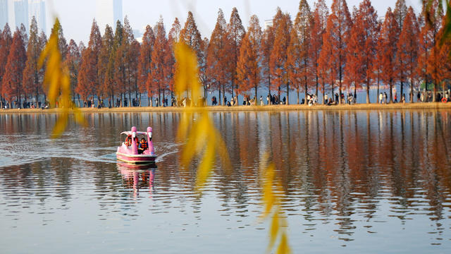 烈士公园水杉林