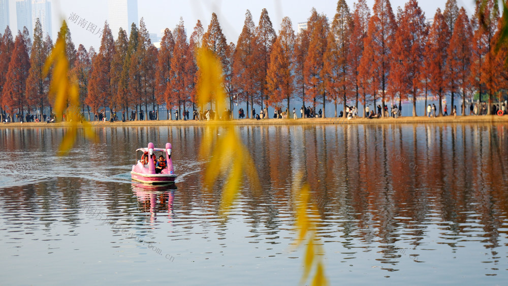 烈士公园水杉林