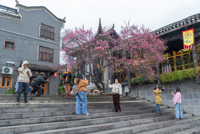 红梅迎新引客来   游客乐享新年好时光