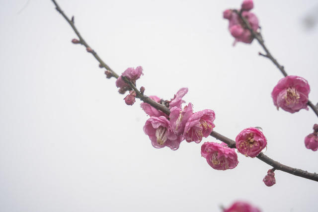 新年  寒梅  游玩  景区  风景  