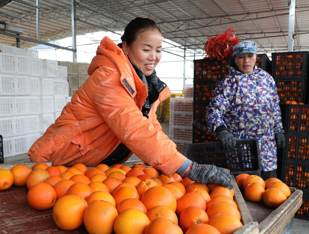  柑橘加工   助农增收
