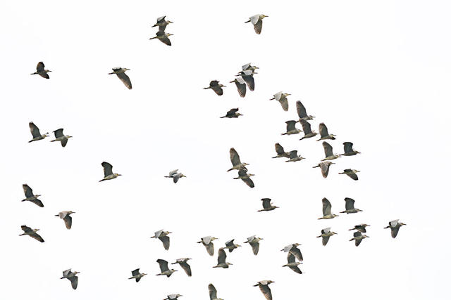 湿地公园，珍稀候鸟。