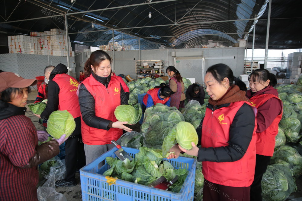 湖南桂东 高山蔬菜 基地 签约 大湾区 深圳