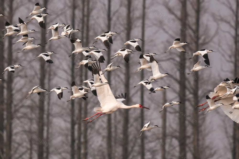 洞庭湖东古湖白鹤