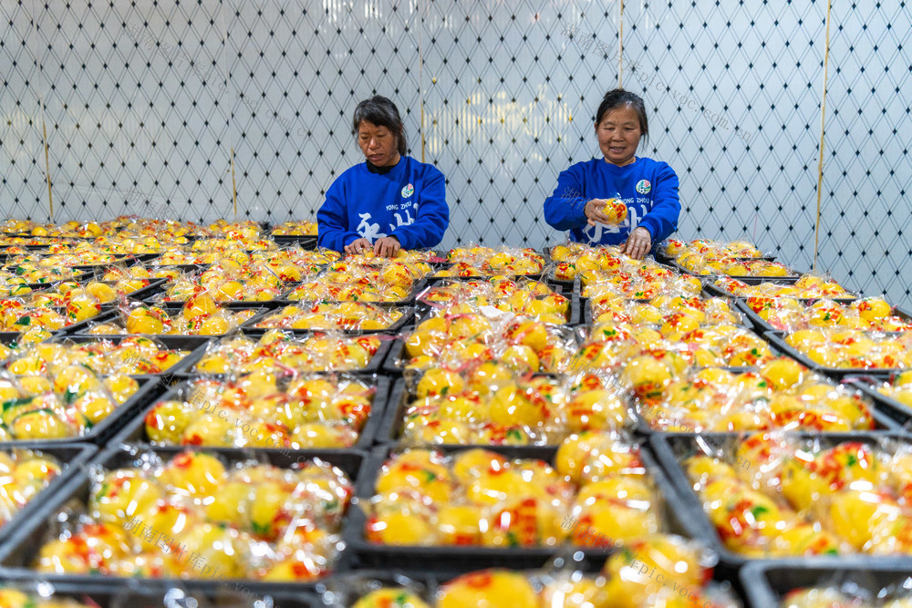 水果 柑橘 特色产业 乡村振兴