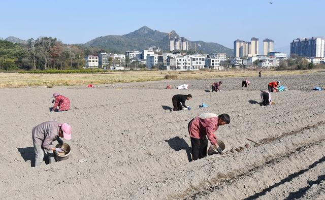  抢抓农时种香芋