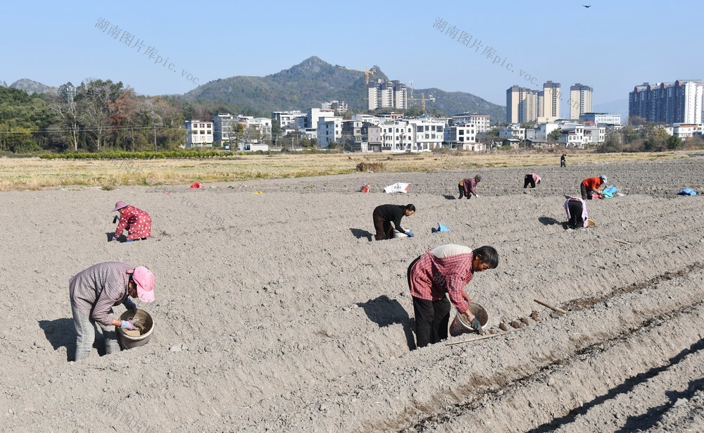  抢抓农时种香芋