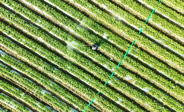  冬日管护蔬菜忙