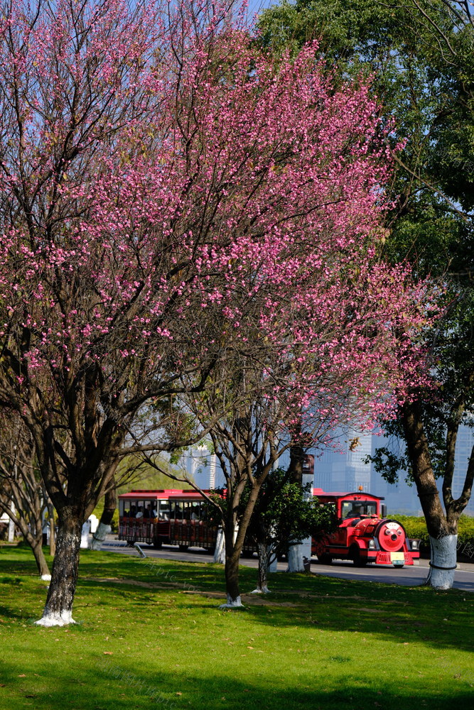 橘子洲景区,梅花盛放