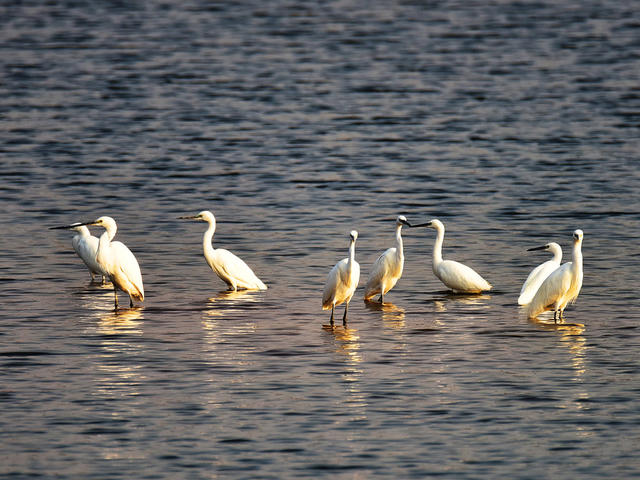 嘉禾：生态水库  候鸟栖息
