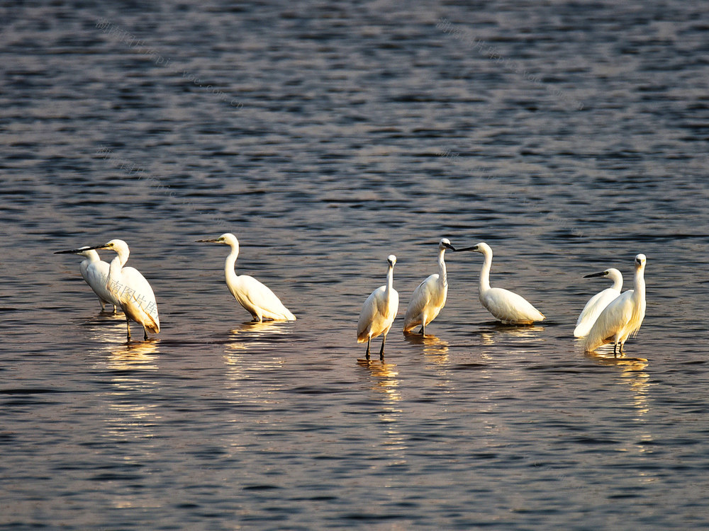 嘉禾：生态水库  候鸟栖息