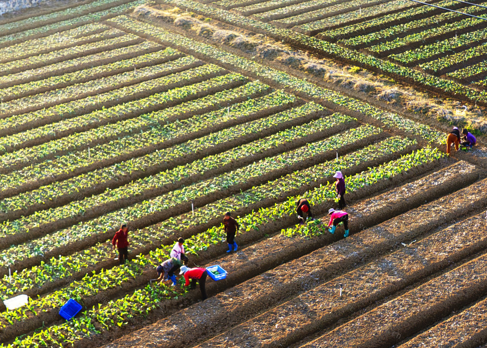 嘉禾：冬季蔬菜栽种忙
