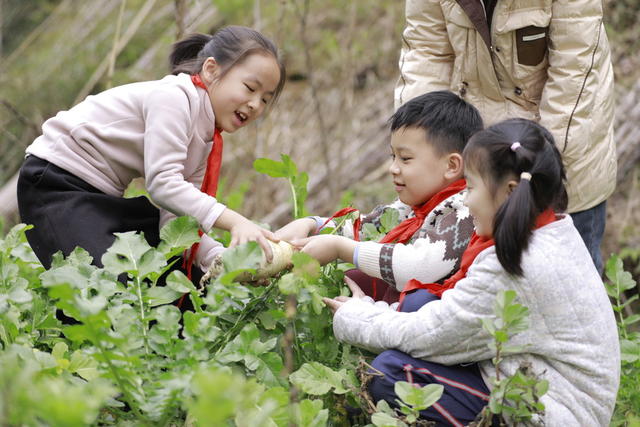快乐 劳动课 采摘 蔬菜 体验 农事