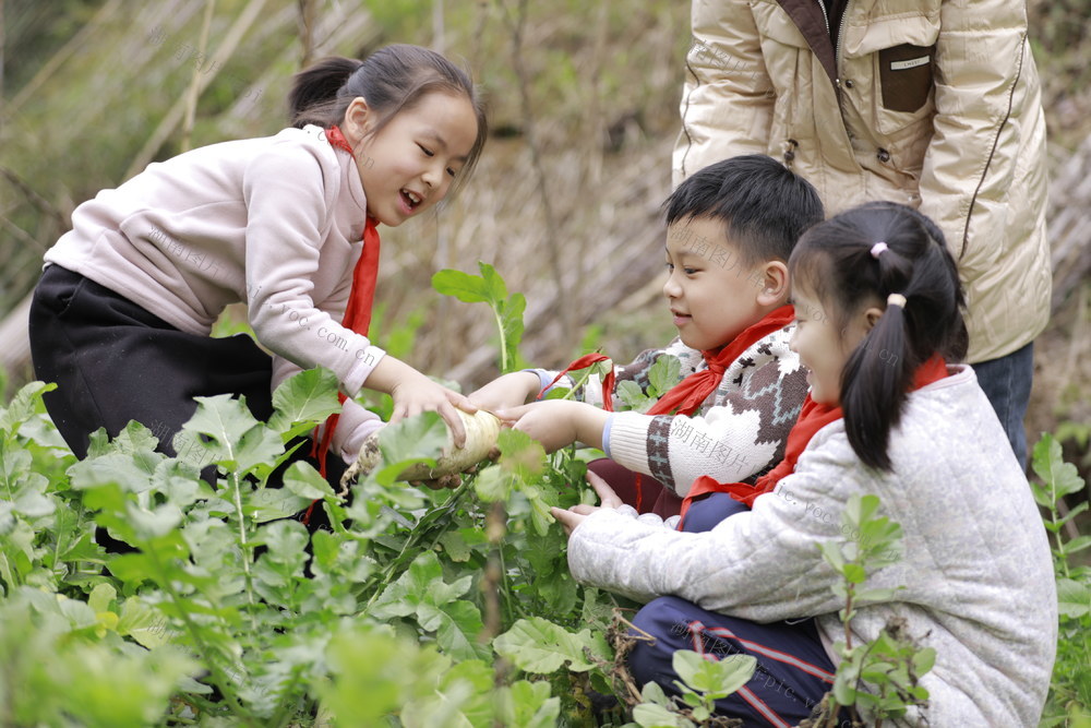 快乐 劳动课 采摘 蔬菜 体验 农事