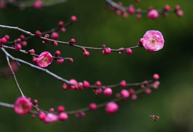 梅花 开放 飘香