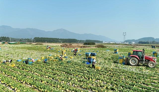 采收蔬菜供应粤港澳大湾区