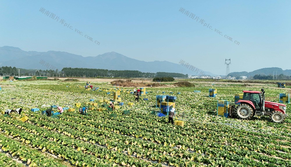 采收蔬菜供应粤港澳大湾区