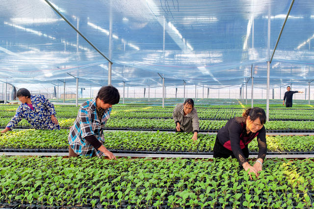 嘉禾：秧苗培育助增收