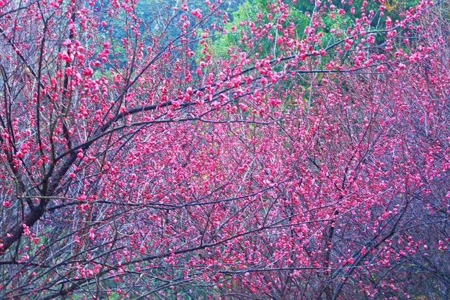 营盘山  梅花  盛开