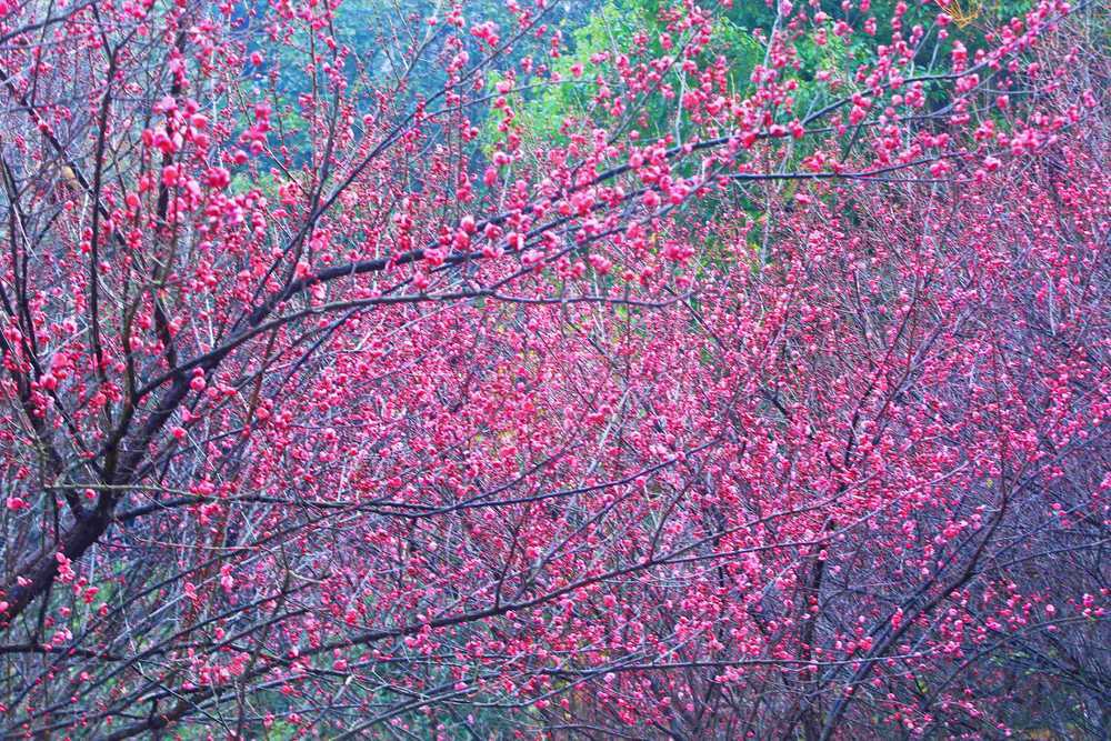 营盘山  梅花  盛开