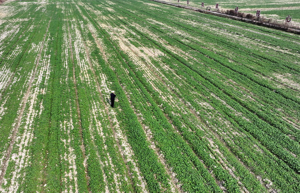 油菜囗长势囗喜人