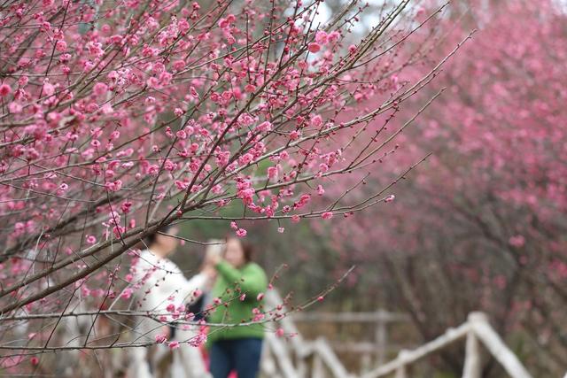 土家族 湘西 苗族 吉首 气象 科普公园 梅花 绽放 市民 赏梅 拍照