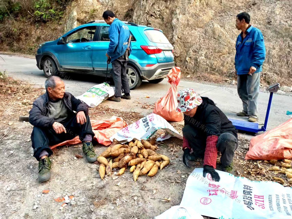 冬笋  笋农 创收