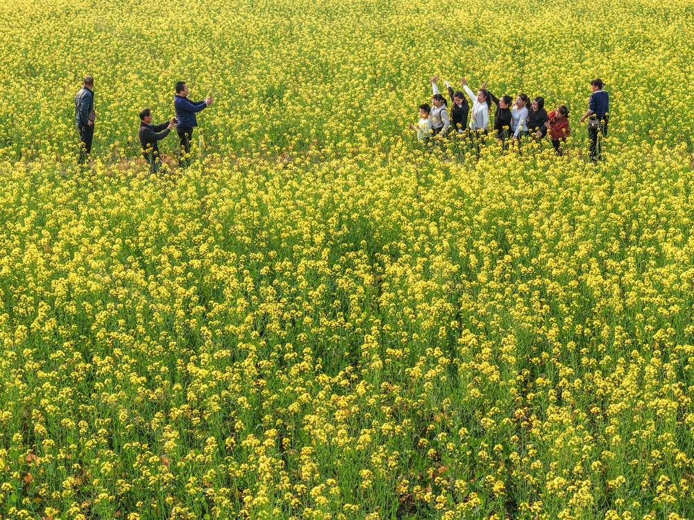 湖南道县：菜花开 游客至