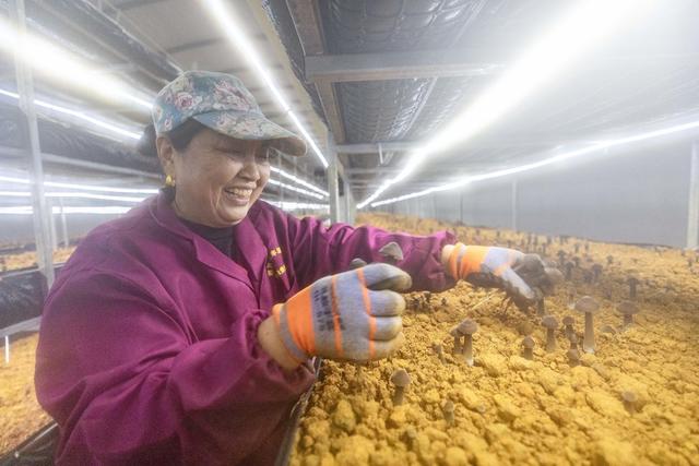 食用菌 黑皮鸡枞菌 强村富民