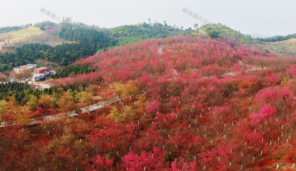 嘉禾：樱花盛开乡村美