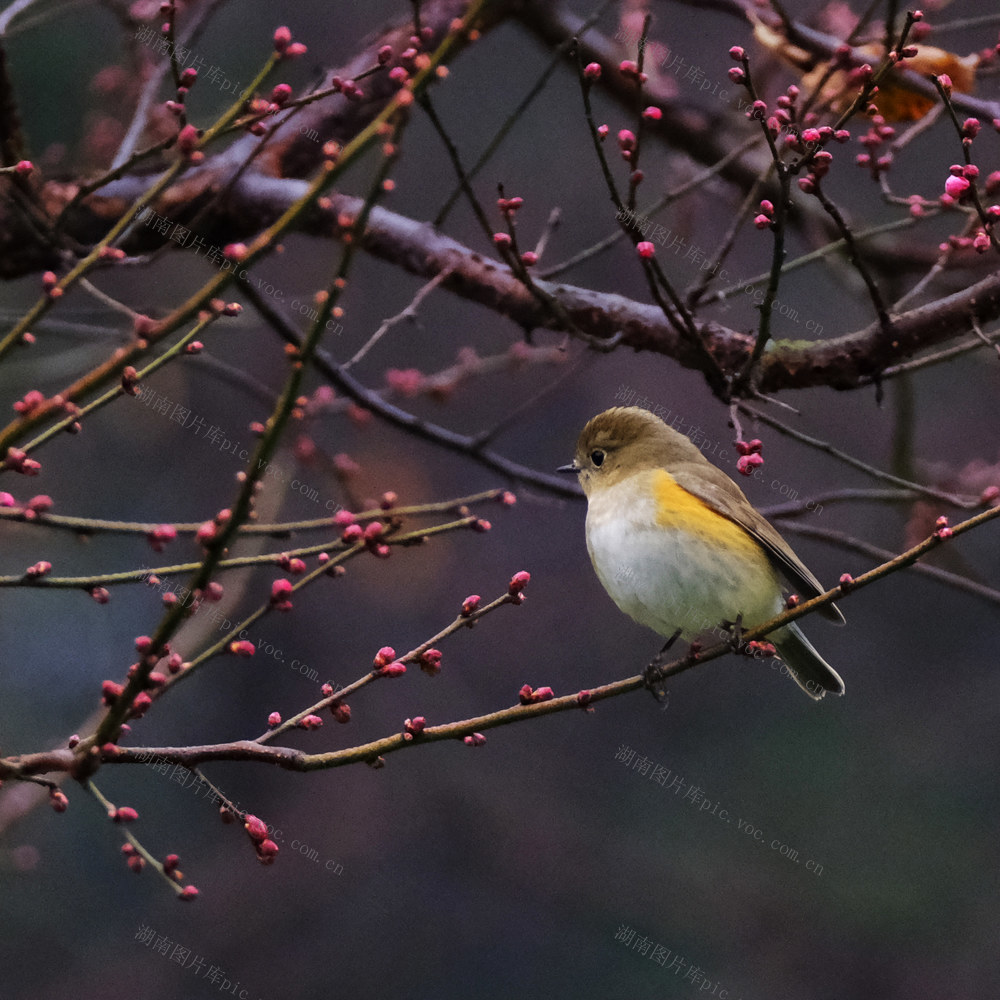 橘子洲，鸟语花香