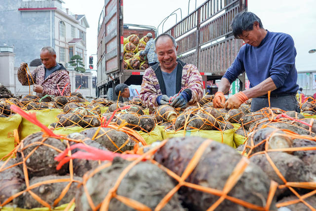 临武县：冬贮香芋效益增