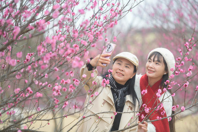 湖南道县：大寒时节梅飘香