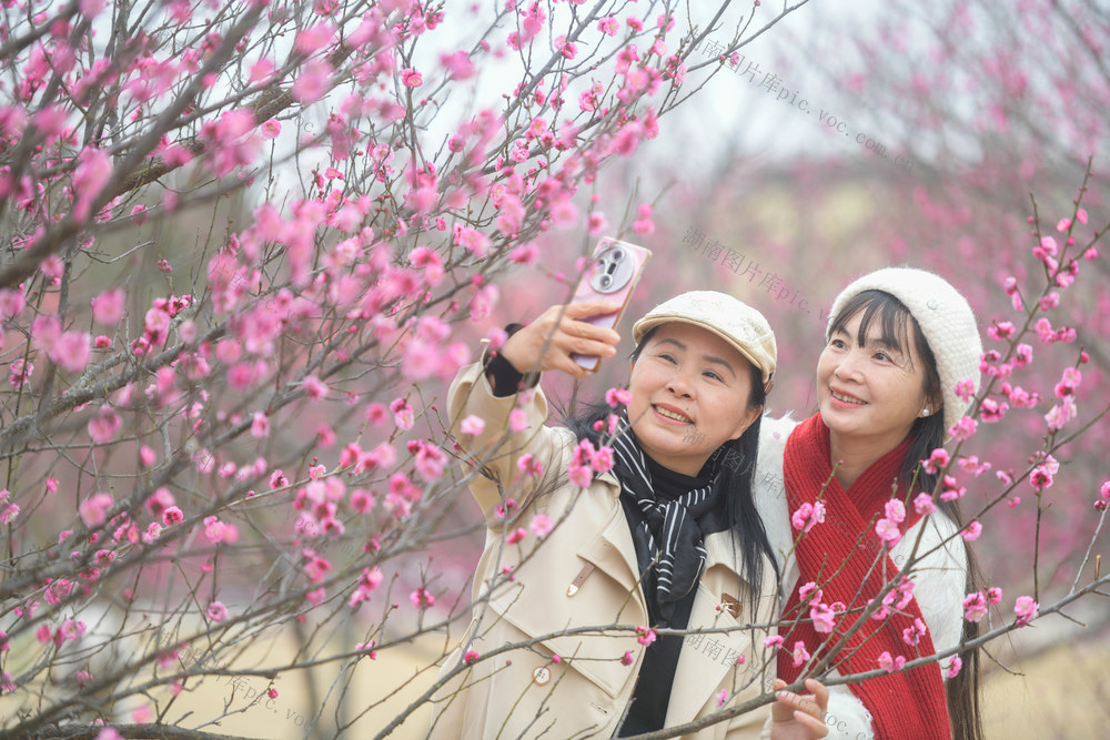 湖南道县：大寒时节梅飘香