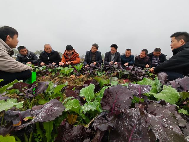 科技  科普  田间  农业  科技工作者  油菜  稻稻油  管理  知识  技术  低温  天气  防寒  防冻 