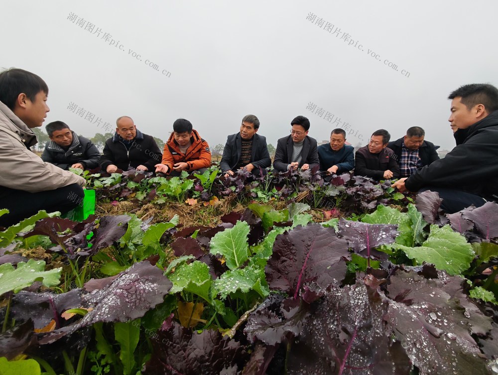 科技  科普  田间  农业  科技工作者  油菜  稻稻油  管理  知识  技术  低温  天气  防寒  防冻 