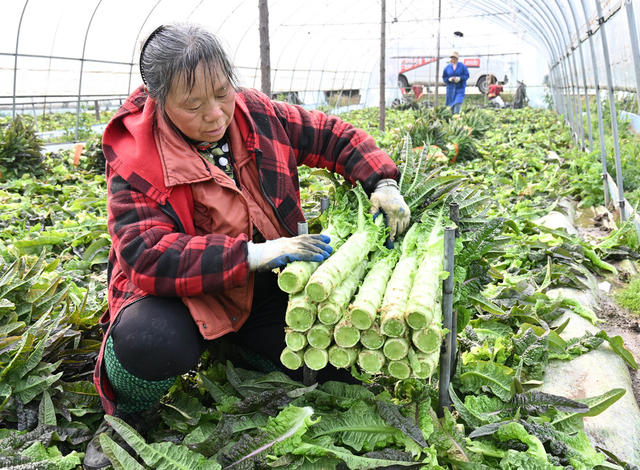 新年  大棚蔬菜  紫叶香莴笋  粤港澳大湾区  订单市场