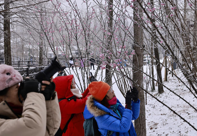 大寒 雪 张家界
