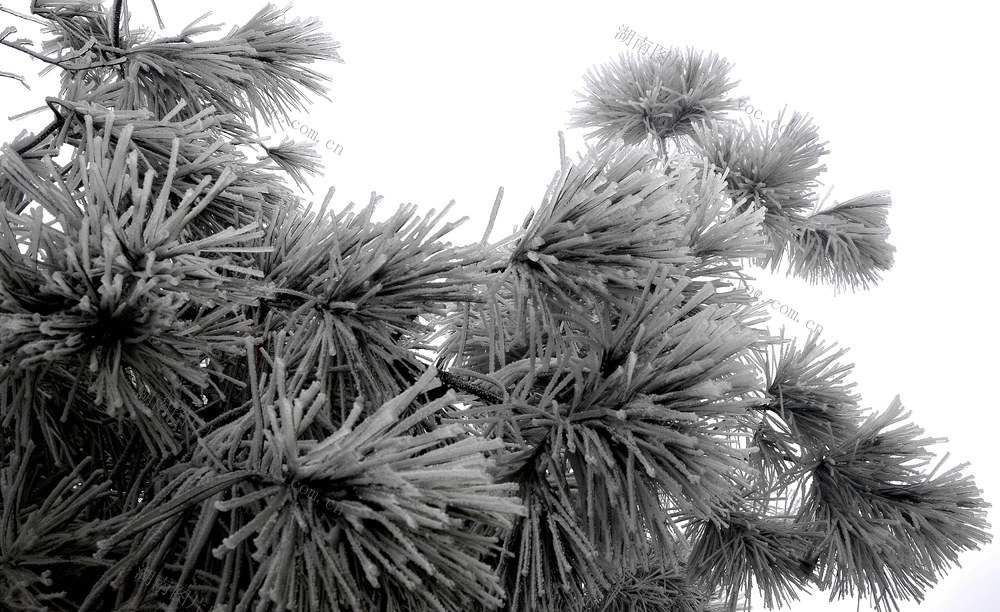 雾凇  崀山 奇观